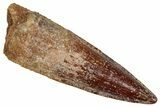 Fossil Spinosaurus Tooth - Nice Tip #356803-1